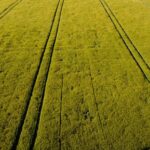 Grünes Feld mit Spuren aus der Vogelperspektive