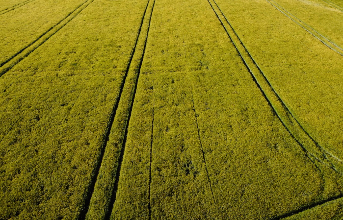 Grünes Feld mit Spuren aus der Vogelperspektive