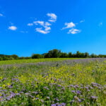 Blumenwiese unter blauem Himmel