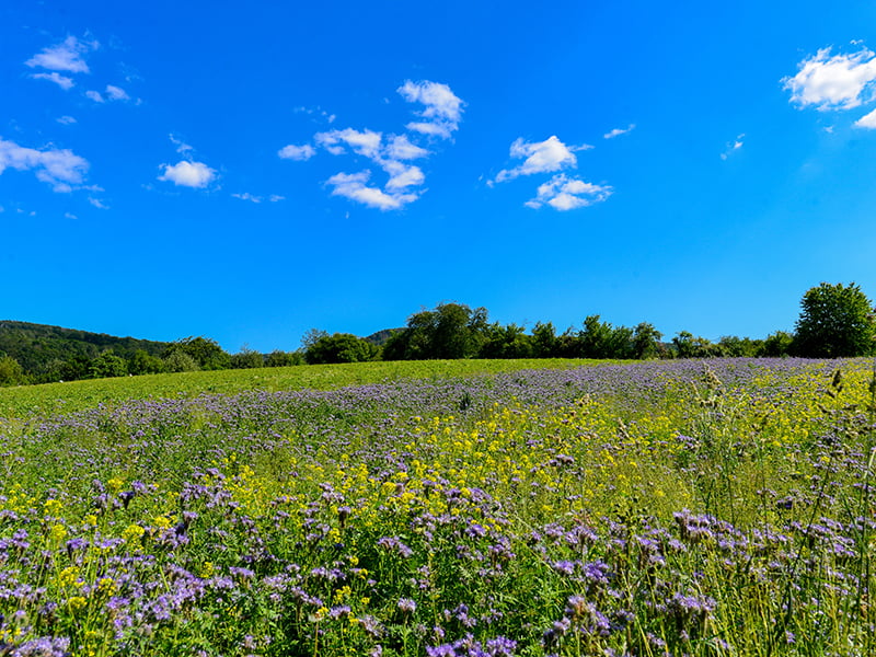 Blumenwiese unter blauem Himmel