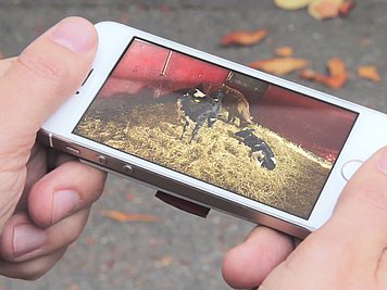 Smartphone in Hand mit Anzeige eines Überwachungsbildes der FarmCam IP2 von Luda.Farm.