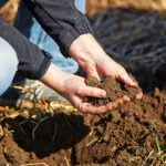 Person ist in Hocke im Feld und hat Erde in der Hand.