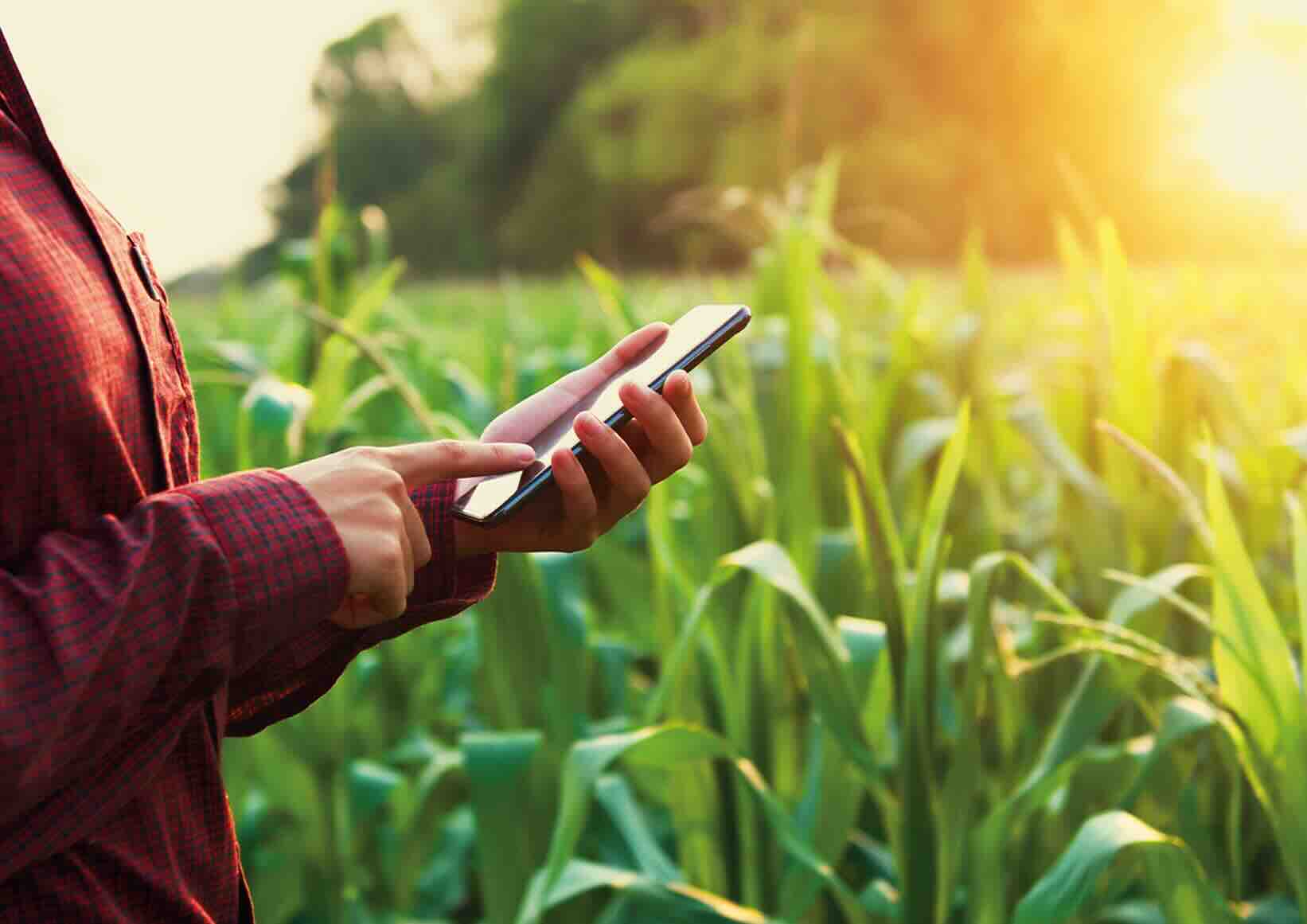 Mobiltelefont tartó kéz egy kukoricatábla szélén