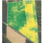 NDVI térkép